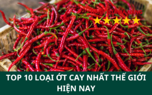 Top 10 Loại ớt cay nhất thế giới hiện nay