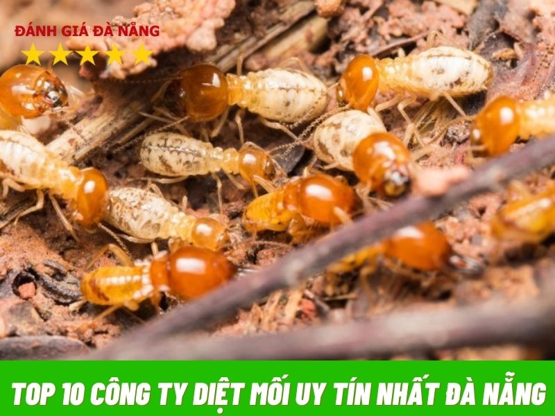 Top-10-cong-ty-diet-moi-uy-tin-nhat-da-nang