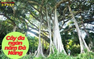 Cây đa ngàn năm Đà Nẵng