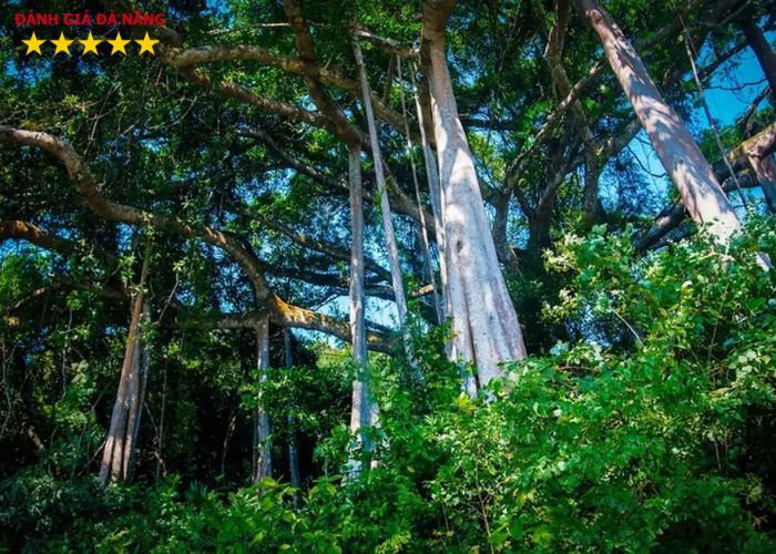 Cây đa đại thụ – cây đa ngàn năm tuổi bí ẩn trên bán đảo Sơn Trà