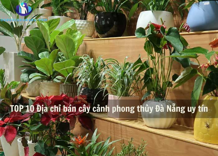 dia-chi-ban-cay-canh-phong-thuy-da-nang-uy-tin